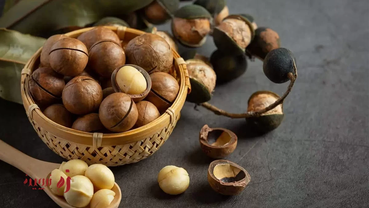 ماکادمیا برای لاغری یا چاقی؟ بررسی علمی و تغذیه‌ای