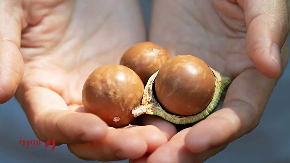 خواص ماکادمیا برای پوست و مو؛ یک روغن طبیعی بی‌رقیب