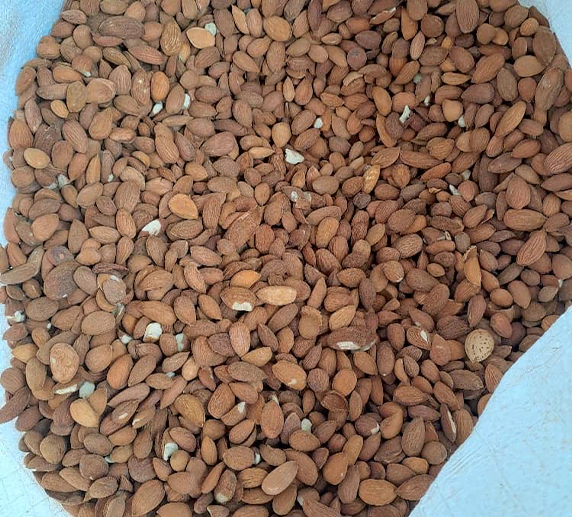 خرید عمده مغز بادام