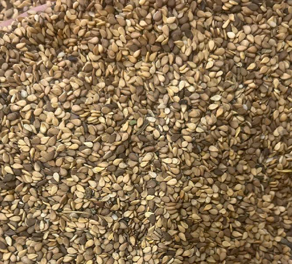 خرید عمده کنجد هندی با پوست