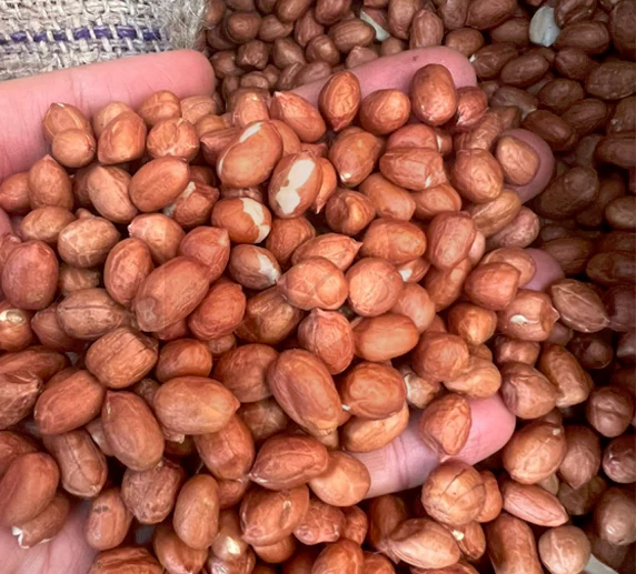 خرید عمده بادام زمینی هندی با پوست