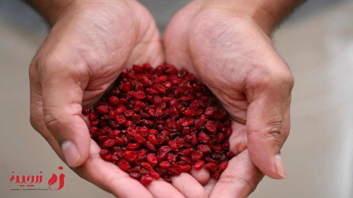 بررسی کامل گیاه زرشک