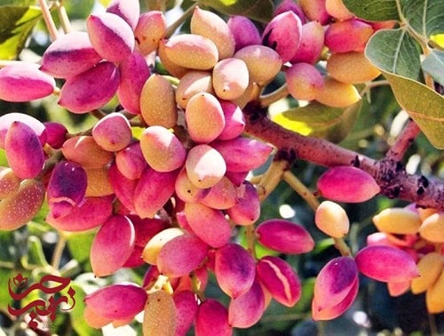 جلوگیری از سرمازدگی پسته
