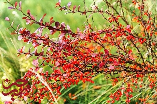 آموزش کاشت زرشک