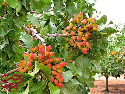 آموزش کاشت درخت پسته زرچین