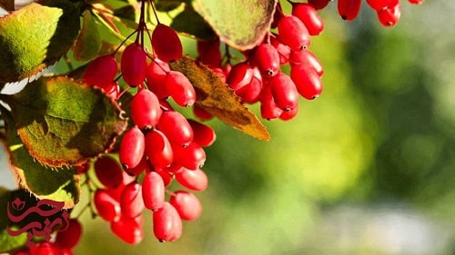 آموزش کاشت زرشک 