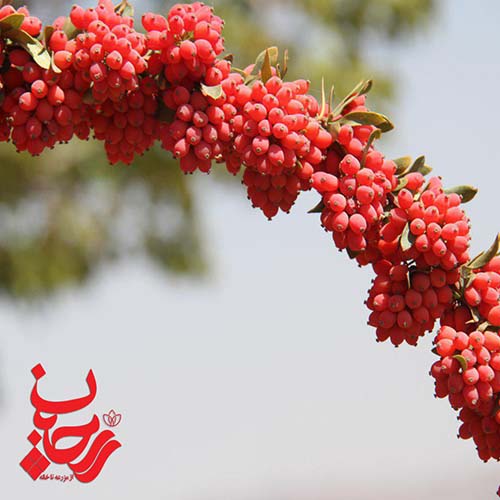 نحوه کاشت درخت زرشک