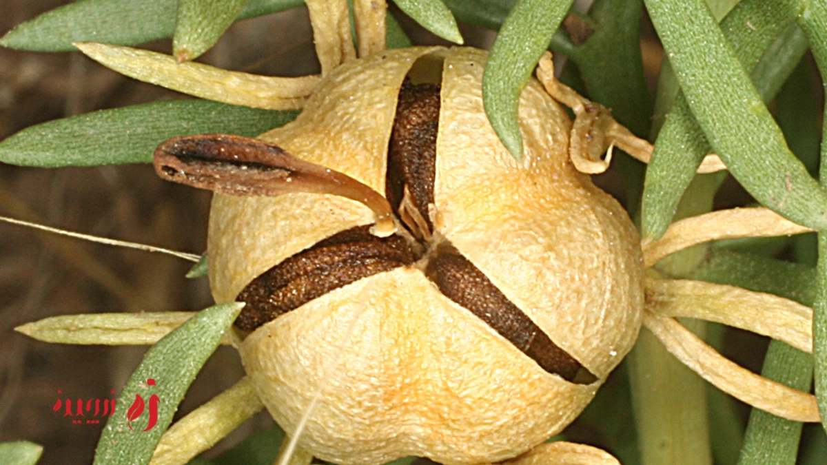 اسپند