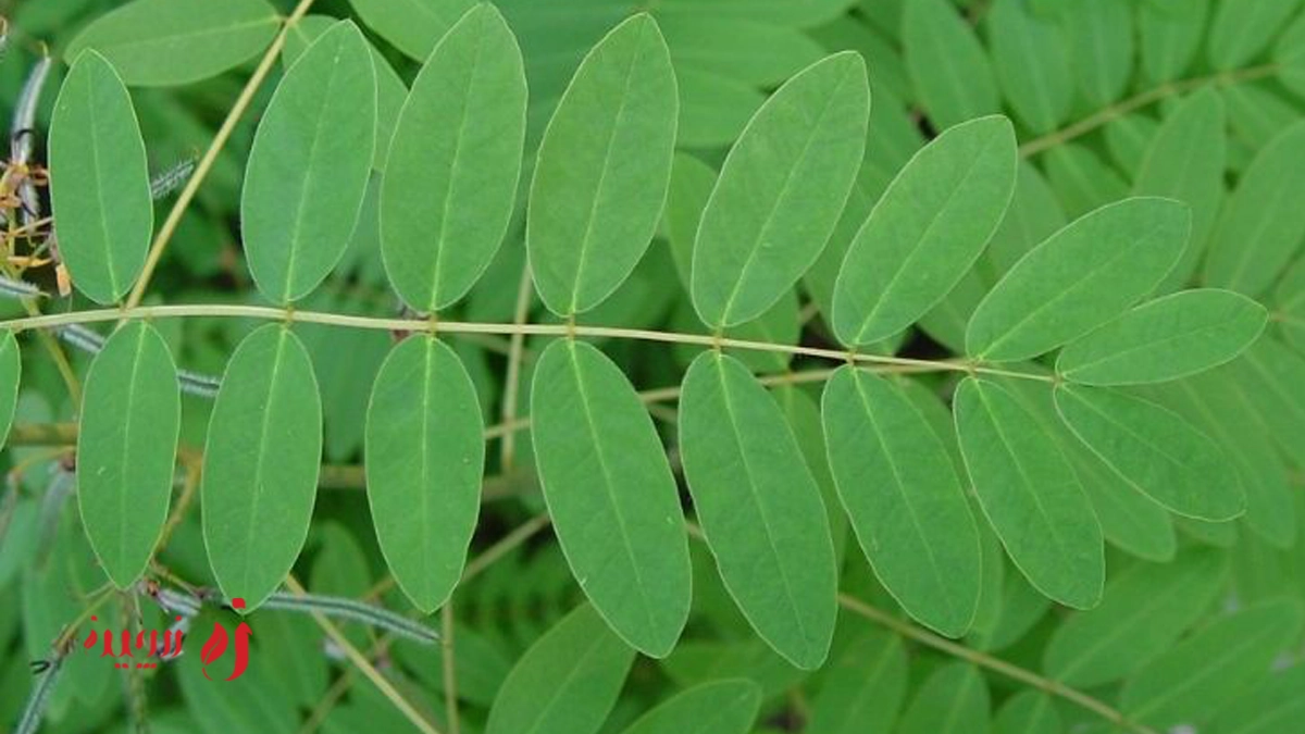برگ سنا