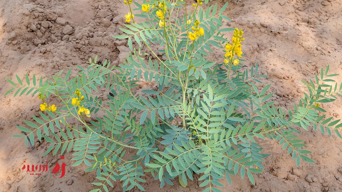 برگ سنا و سایر ملین‌ها