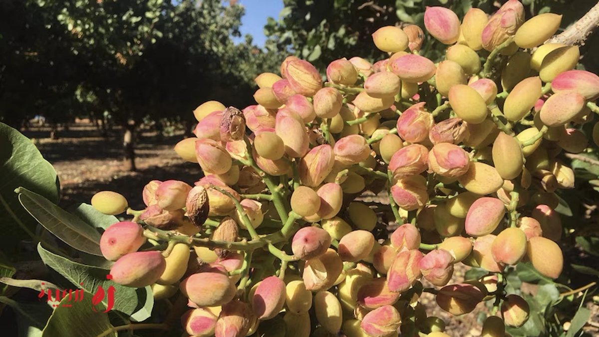 خواستگاه پسته ایرانی