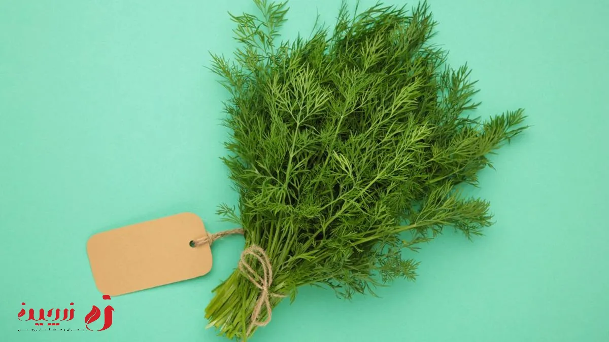 خواص شوید برای دیابت
