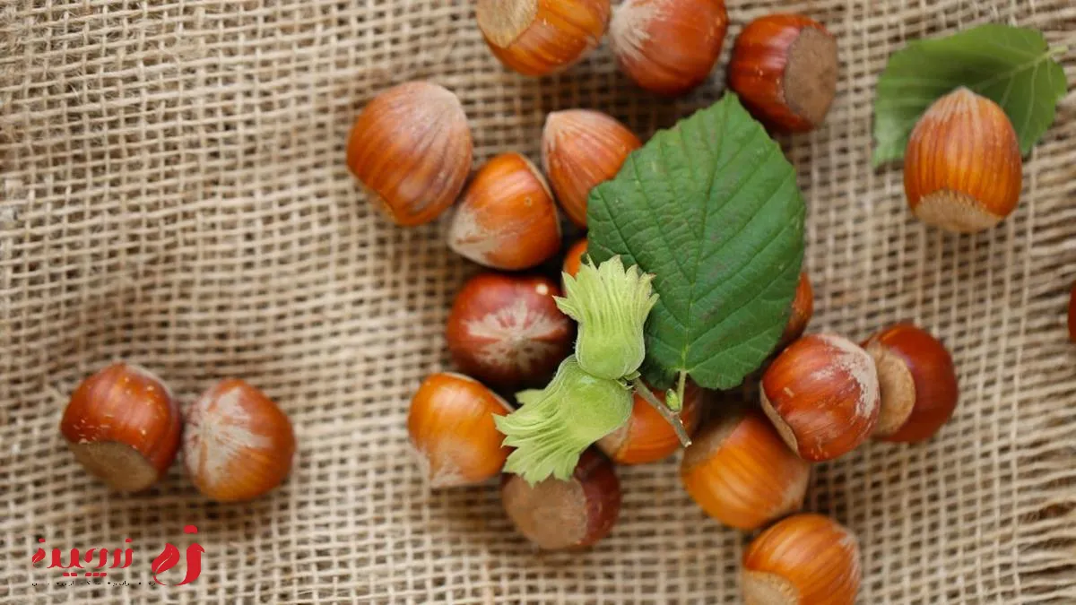 خواص فندق برای کم خونی