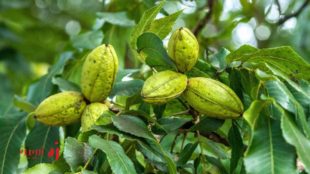 درخت پکان