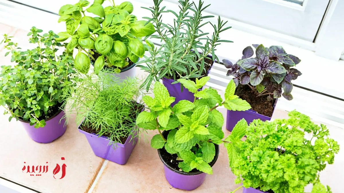 سبزه با تخم شربتی برای عید