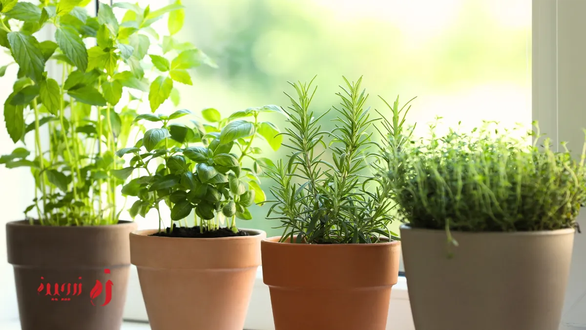 سبزه خوردنی برای عید