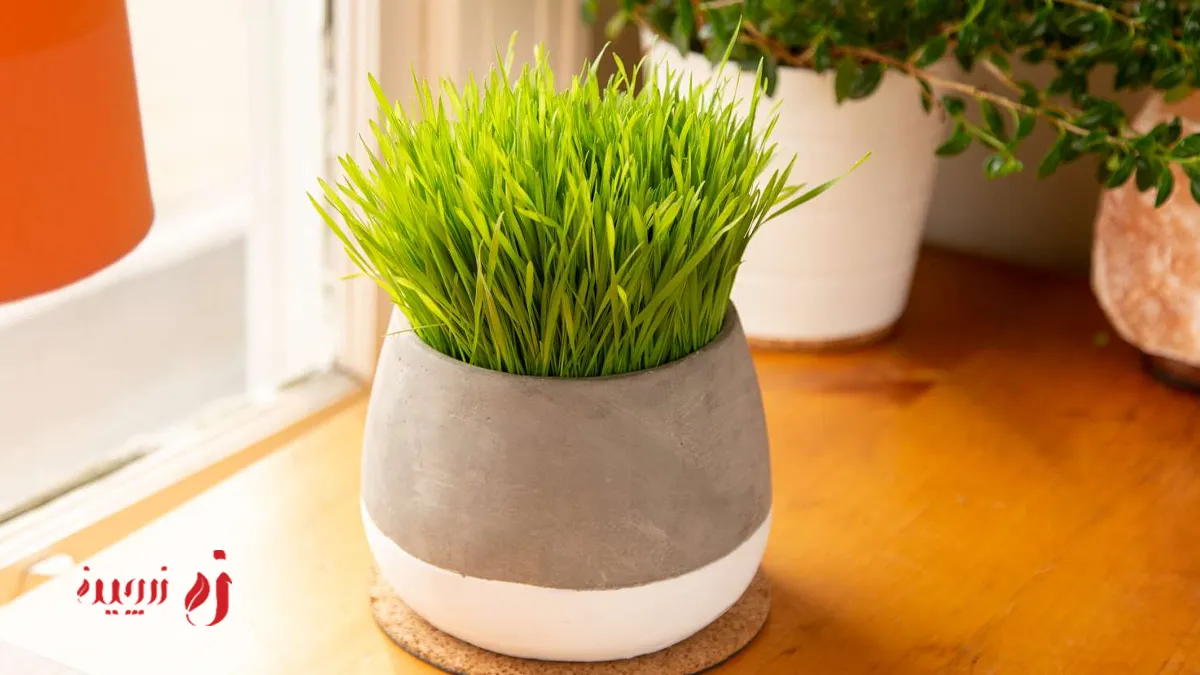 سبزه با گندم برای عید