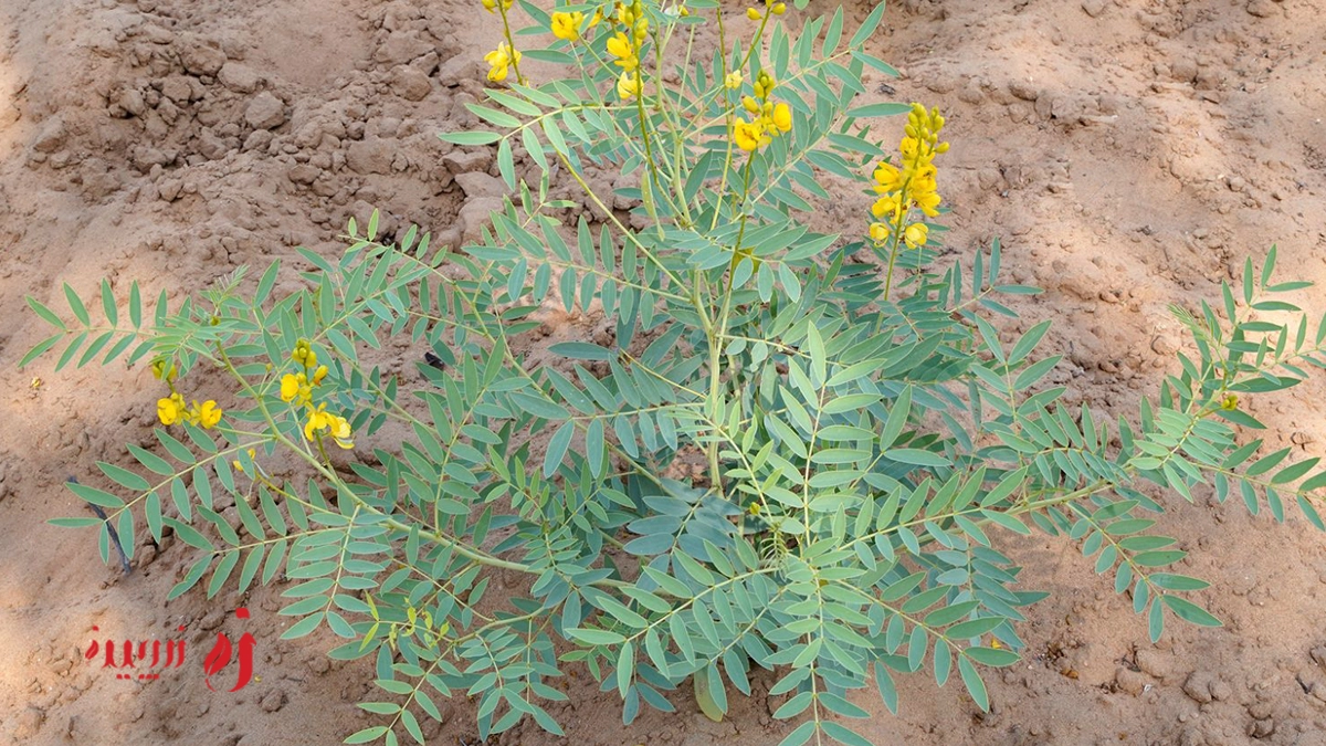 شناخت گیاه سنا