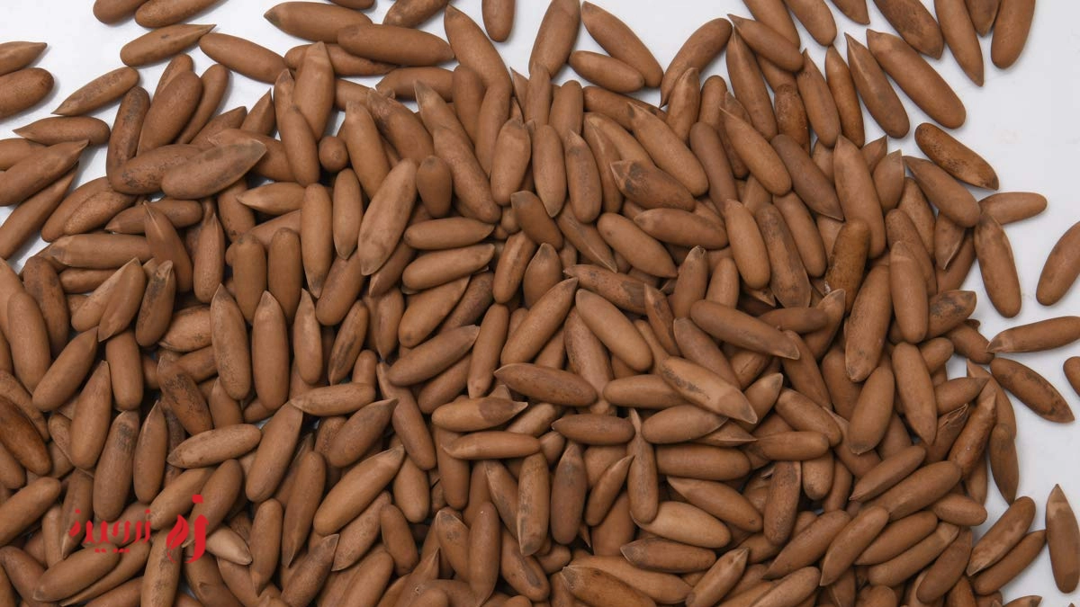 طبع چلغوز
