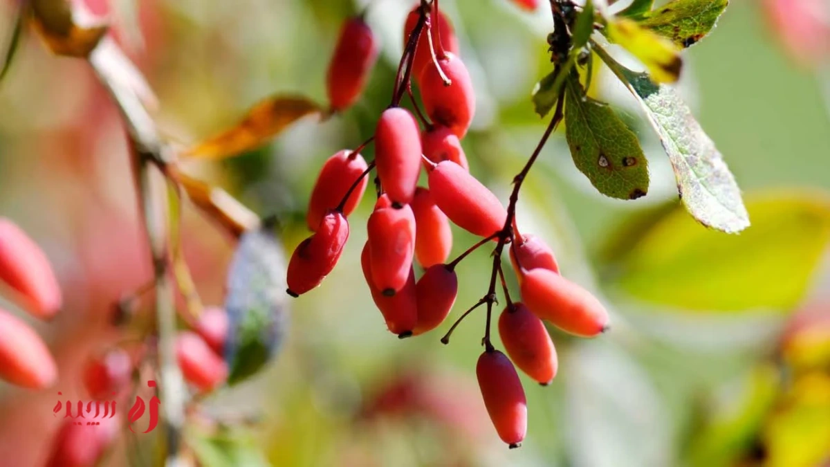 مربای زرشک تازه