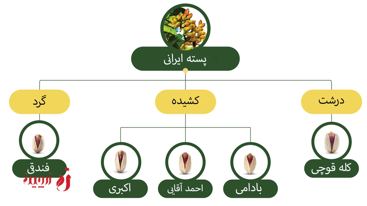 ظاهر پسته ایرانی