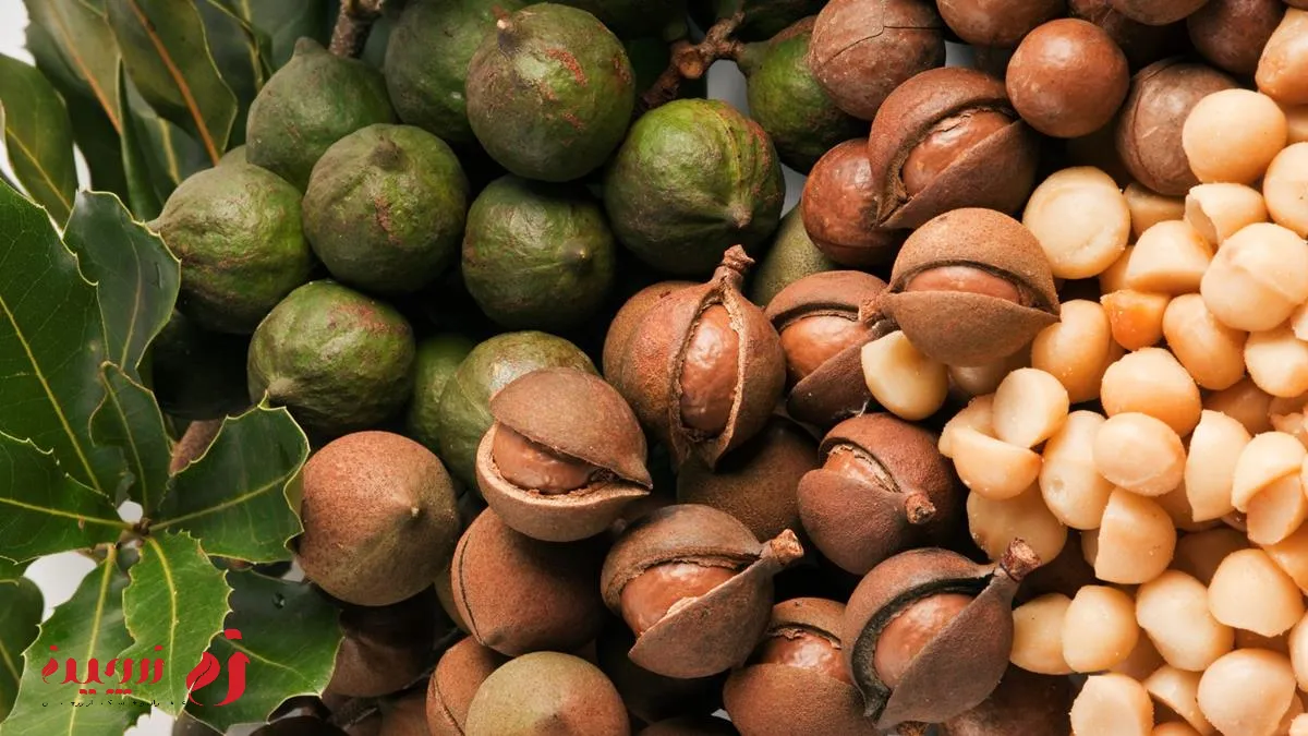 تفاوت بین فندق و ماکادمیا در چیست