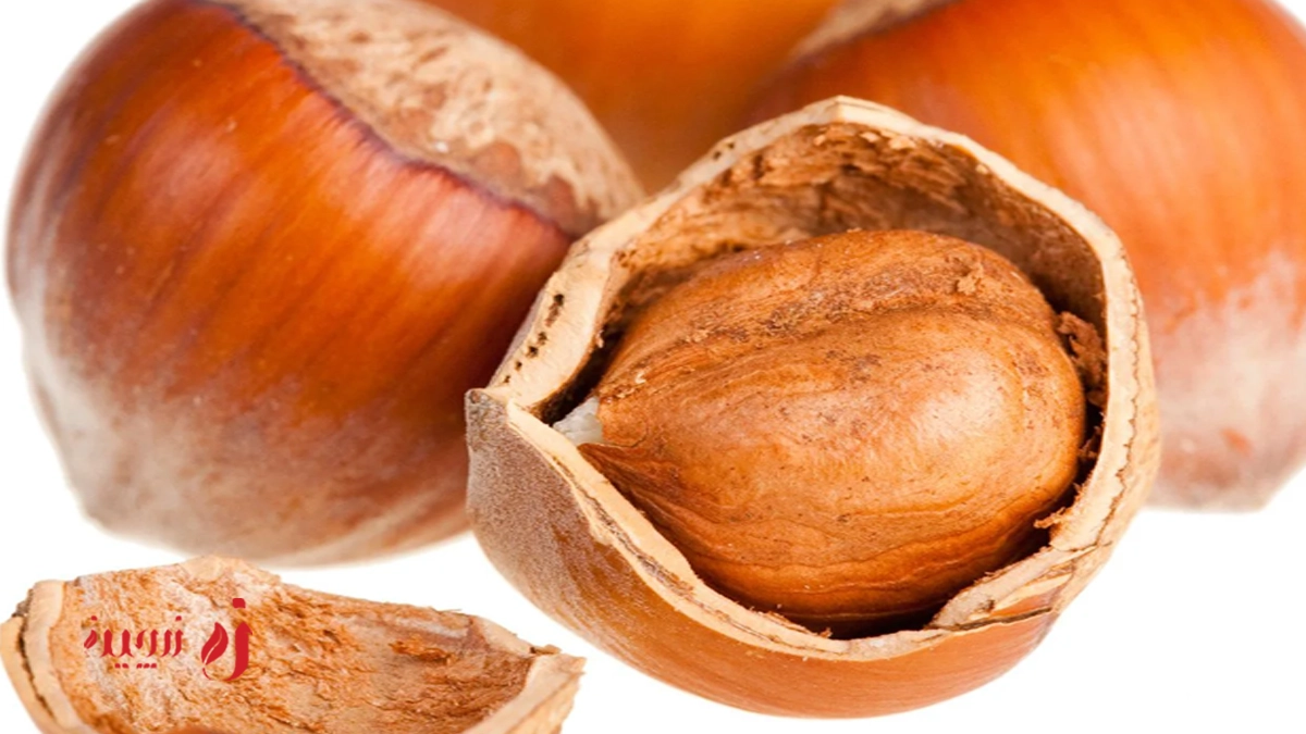 فندق در طب سنتی