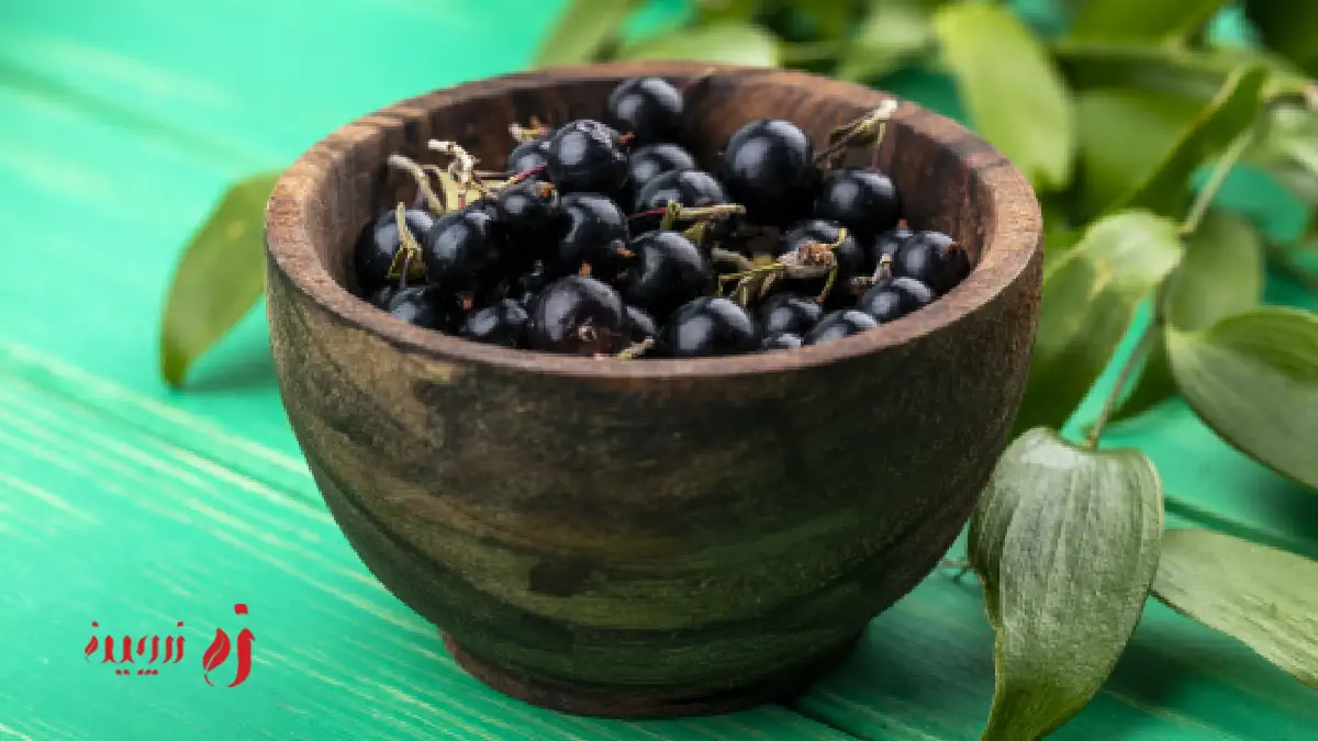 کوهوش سیاه برای باردار شدن
