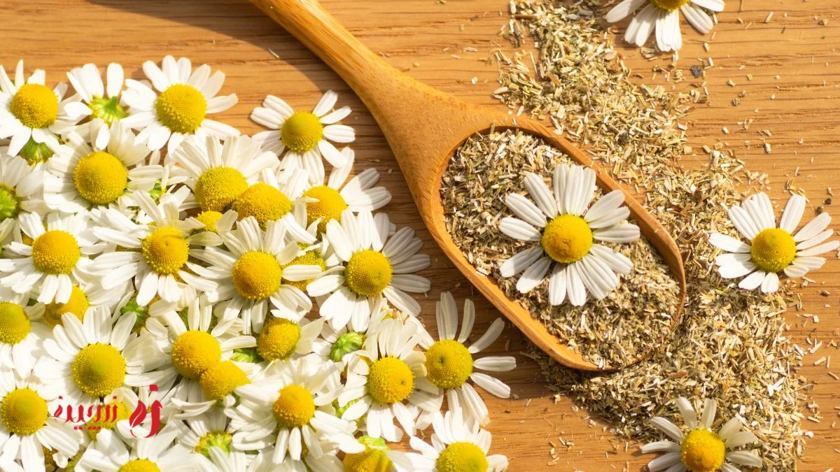 نگهداری بابونه