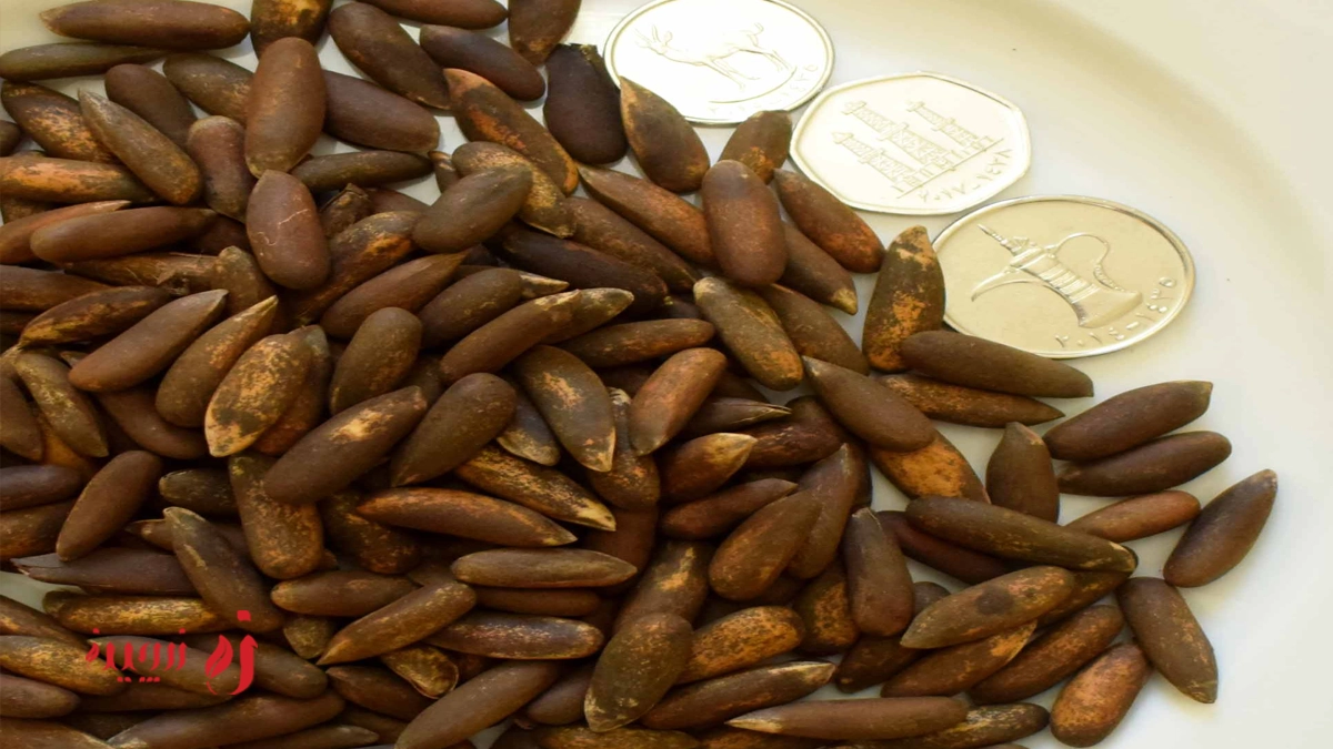 مصرف روغن چلغوز