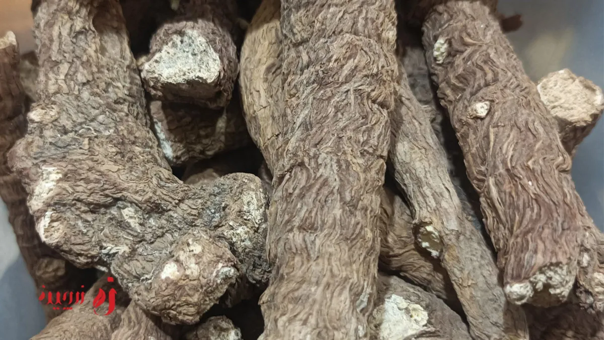 ریشه چوبک