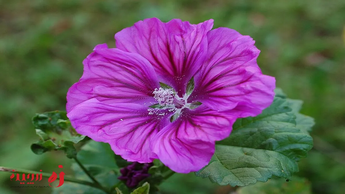 گیاه پنیرک