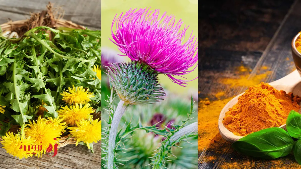 گیاهان دارویی برای دفع